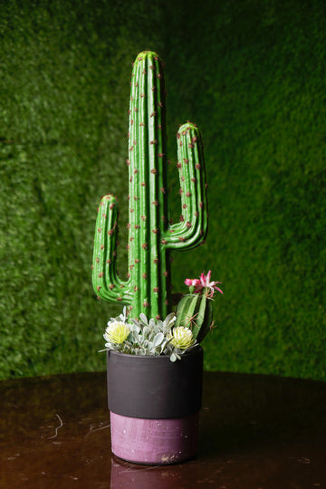 Cactus